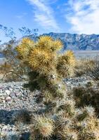 Teddy bear cholla Cylindropuntia bigelovii, cactus with tenacious yellow spines, numerous in the Sonoran Desert, California photo