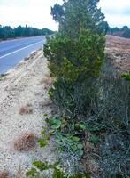 Prickly Pear Opuntia humifusa - frost-resistant type of cactus, creeping along the ground photo