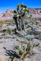 Yucca brevifolia tree, spiny cacti and other desert plants in rock desert in the foothills, California photo
