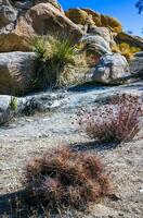 Strawberry hedgehog cactus Echinocereus engelmannii - a group of spiny cacti with long spines in a desert rock landscape of Joshua Tree NP, California photo