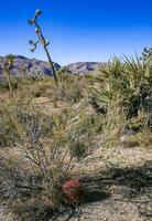 Desert barrel cactus Ferocactus cylindraceus - a cactus with red spines growing in a rock crack in the desert in Joshua Tree National Park, California photo