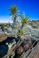 Yucca and Strawberry hedgehog cactus Echinocereus engelmannii- a group of spiny cacti with long spines in a desert rock landscape of Joshua Tree NP, California photo
