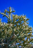 Branched pencil cholla Cylindropuntia ramosissima- segmented stem of a cactus with long spines in a rock desert near Joshua Tree NP, California photo