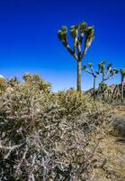 Branched pencil cholla Cylindropuntia ramosissima - segmented stem of a cactus with long spines in a rock desert near Joshua Tree NP, California photo