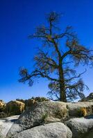 Cacti, yuccas and conifers among rocks in the rock desert in Joshua Tree National Park, California photo