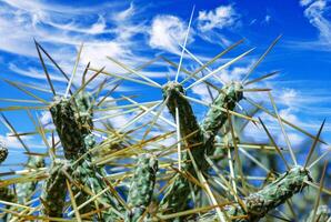 Branched pencil cholla Cylindropuntia ramosissima - segmented stem of a cactus with long spines in a rock desert near Joshua Tree NP, California photo