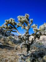 Cylindropuntia bigelovii- cactus shape with long silvery spines with rock desert near Joshua Tree NP photo