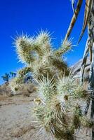 Cylindropuntia bigelovii - cactus shape with long silvery spines with rock desert near Joshua Tree NP photo