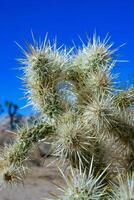 Cylindropuntia bigelovii - cactus shape with long silvery spines with rock desert near Joshua Tree NP photo