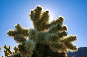 Cylindropuntia bigelovii - cactus shape with long silvery spines with rock desert near Joshua Tree NP photo
