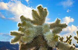 Cylindropuntia bigelovii - cactus shape with long silvery spines with rock desert near Joshua Tree NP photo