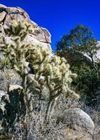 Teddy-bear cholla Cylindropuntia bigelovii- desert landscape, large thickets of prickly pear cactus with tenacious yellowish spines in Joshua Tree NP, California photo