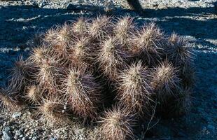 Strawberry hedgehog cactus Echinocereus engelmannii - a group of spiny cacti with long brown spines in Joshua Tree NP, California photo