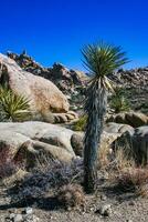 Yucca and Strawberry hedgehog cactus Echinocereus engelmannii - a group of spiny cacti with long spines in a desert rock landscape of Joshua Tree NP, California photo