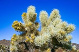 Cylindropuntia bigelovii - cactus shape with long silvery spines with rock desert near Joshua Tree NP photo