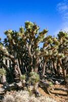 Joshua tree, palm tree yucca Yucca brevifolia, thickets of yucca and other drought-resistant plants on the slopes of the Sierra Nevada mountains, California, USA photo