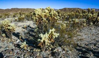 Teddy-bear cholla Cylindropuntia bigelovii - desert landscape, large thickets of prickly pear cactus with tenacious yellowish spines in Joshua Tree NP, California photo