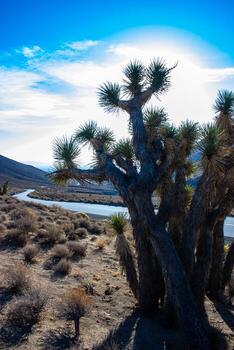 Joshua tree, palm tree yucca Yucca brevifolia, thickets of yucca and other drought-resistant plants on the slopes of the Sierra Nevada mountains, California, USA photo