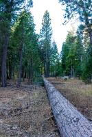Fallen dead tree, Giant Sequoia trees Sequoiadendron giganteum in Sequoia National Park, California, USA photo