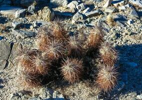 Strawberry hedgehog cactus Echinocereus engelmannii - a group of spiny cacti with long brown spines in Joshua Tree NP, California photo