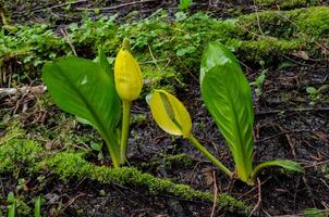 Western Skunk Cabbage Lysichiton americanus in a red alder grove, Olympic National Park photo