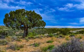 Solitary drought tolerant trees, desert plants, and cacti in a natural hillside landscape in Utah, US photo