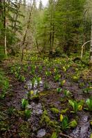 Western Skunk Cabbage Lysichiton americanus in a red alder grove, Olympic National Park photo