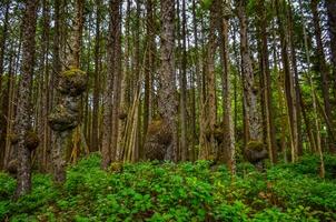 Old trees with outgrowths on trunks in the forest on the shores of the Pacific Ocean in Olympic National Park, Washington photo