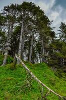 Old conifers fall from the edge of a cliff into the Pacific Ocean in Olympic National Park photo