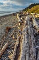 Trunks of fallen trees at low tide on the Pacific Ocean in Olympic, National Park, Washington photo