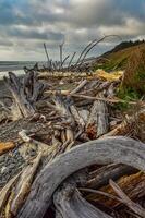 Trunks of fallen trees at low tide on the Pacific Ocean in Olympic, National Park, Washington photo