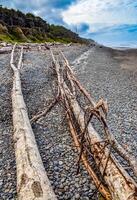 Trunks of fallen trees at low tide on the Pacific Ocean in Olympic, National Park, Washington photo
