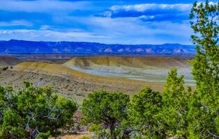 Solitary drought tolerant trees, desert plants, and cacti in a natural hillside landscape in Utah, US photo