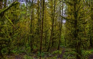 Epiphytic plants and wet moss hang from tree branches in the forest in Olympic National Park, Washington photo