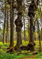 Old trees with outgrowths on trunks in the forest on the shores of the Pacific Ocean in Olympic National Park, Washington photo
