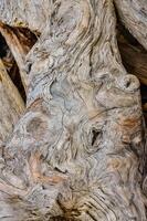 Patterns of layers of wood on dead pine trees on the shores of the Pacific Ocean in Olympic National Park, Washington, USA photo