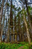 Old trees with outgrowths on trunks in the forest on the shores of the Pacific Ocean in Olympic National Park, Washington photo