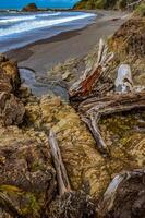 Trunks of fallen trees at low tide on the Pacific Ocean in Olympic, National Park, Washington photo