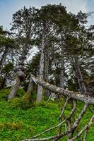 Old conifers fall from the edge of a cliff into the Pacific Ocean in Olympic National Park photo