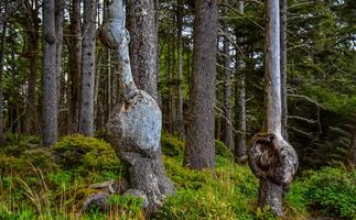 Old trees with outgrowths on trunks in the forest on the shores of the Pacific Ocean in Olympic National Park, Washington photo