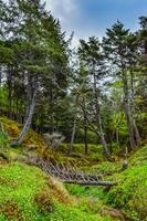 Old conifers fall from the edge of a cliff into the Pacific Ocean in Olympic National Park photo