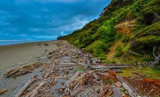 Trunks of fallen trees at low tide on the Pacific Ocean in Olympic, National Park, Washington photo