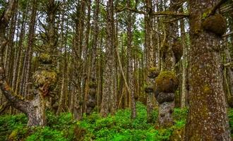 Old trees with outgrowths on trunks in the forest on the shores of the Pacific Ocean in Olympic National Park, Washington photo