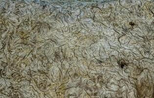 Patterns of layers of wood on dead pine trees on the shores of the Pacific Ocean in Olympic National Park photo