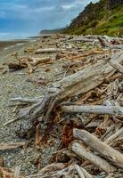 Trunks of fallen trees at low tide on the Pacific Ocean in Olympic, National Park, Washington photo