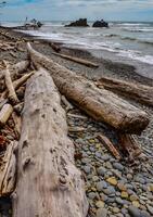 Trunks of fallen trees at low tide on the Pacific Ocean in Olympic, National Park, Washington photo