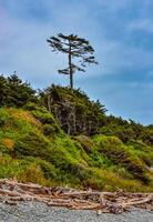 Tall conifers over the Pacific coast in Olympic National Park, Washington photo