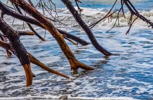 Trunks of fallen trees at low tide on the Pacific Ocean in Olympic, National Park, Washington photo