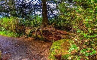 The tree grew on top of a fallen trunk of an old tree in Olympic National Park, Washington photo