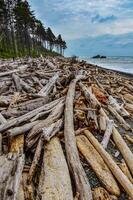 Trunks of fallen trees at low tide on the Pacific Ocean in Olympic, National Park, Washington photo